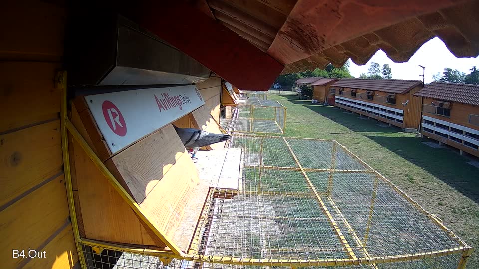 Pigeon Arrival Image For Race Race 1