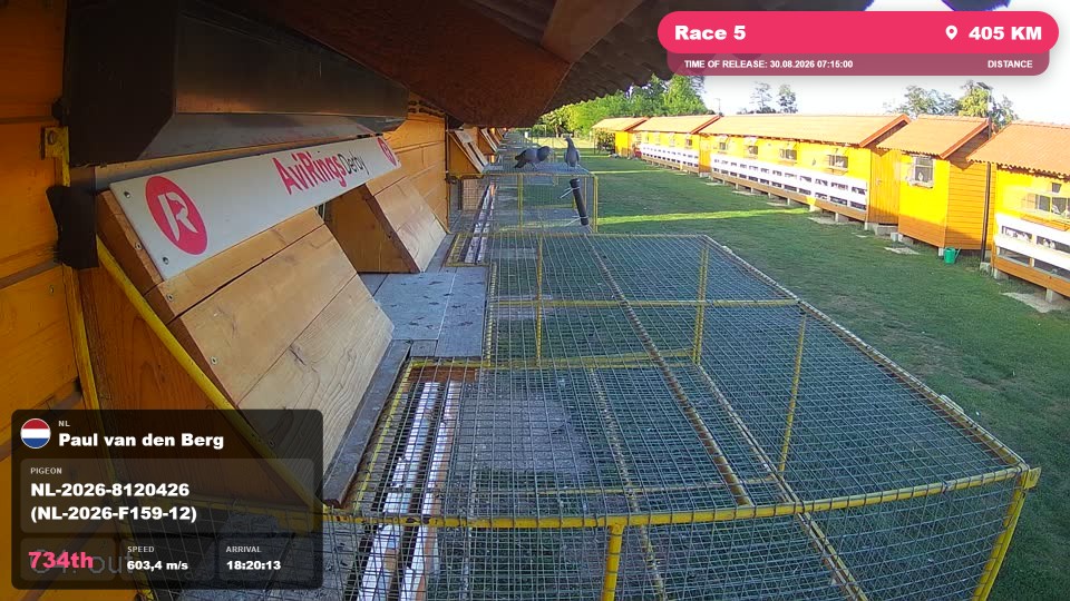 Pigeon Arrival Image For Race Race 5