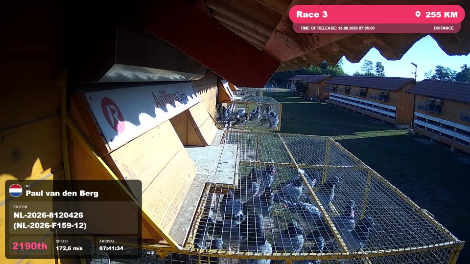 Pigeon Arrival Image For Race Race 3