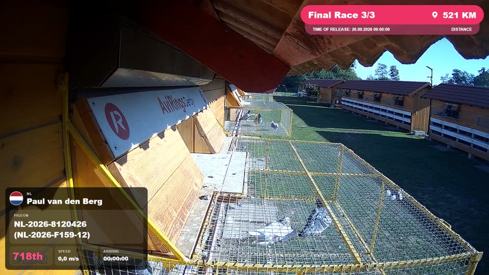Pigeon Arrival Image For Race Final Race 3/3