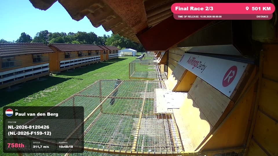 Pigeon Arrival Image For Race Final Race 2/3