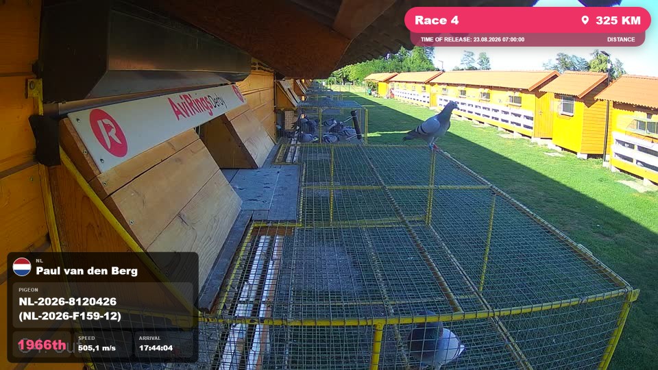 Pigeon Arrival Image For Race Race 4