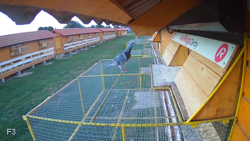 Pigeon Arrival Image For Race Race 5