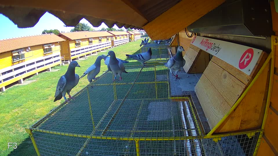 Pigeon Arrival Image For Race Race 2