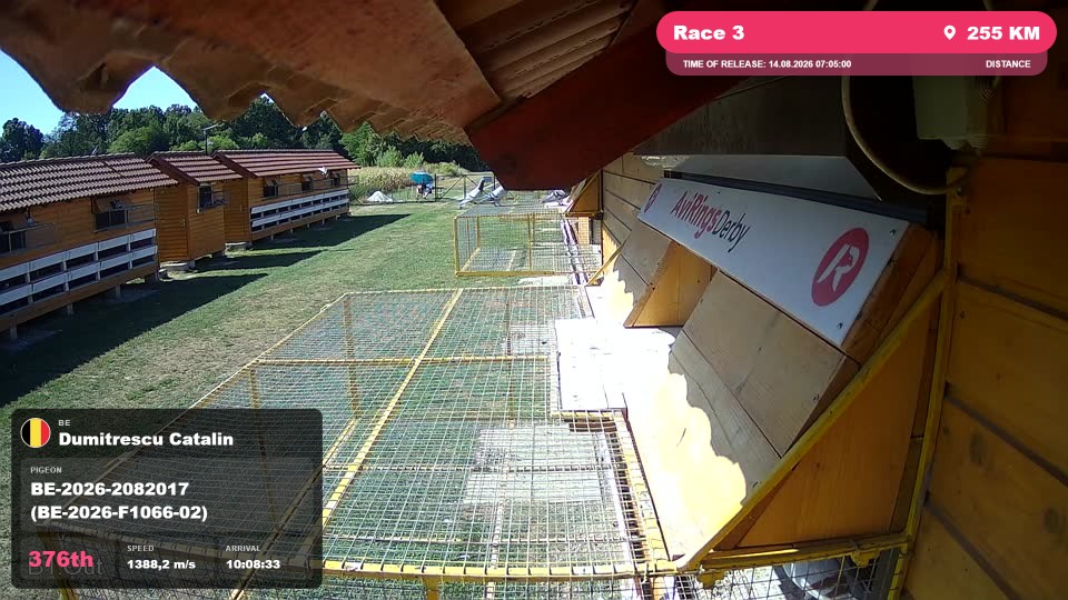 Pigeon Arrival Image For Race Race 3
