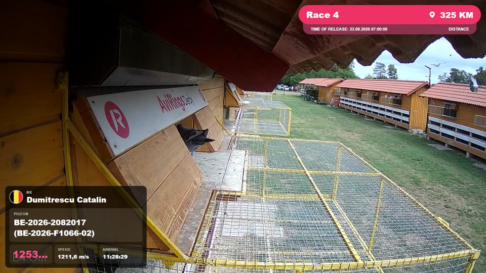 Pigeon Arrival Image For Race Race 4