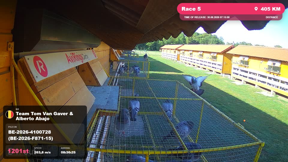 Pigeon Arrival Image For Race Race 5