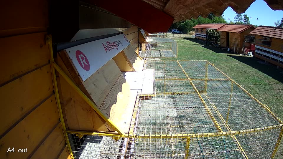 Pigeon Arrival Image For Race Race 3