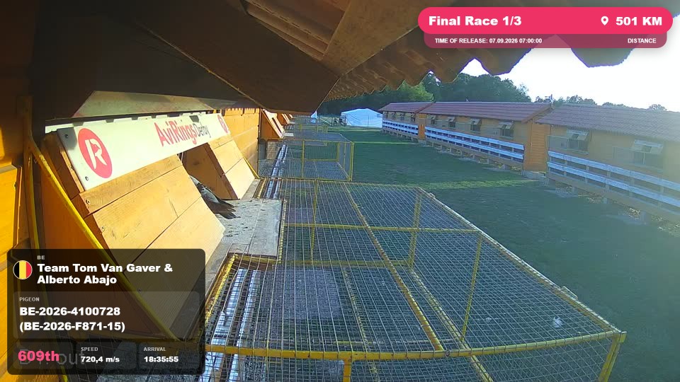 Pigeon Arrival Image For Race Final Race 1/3