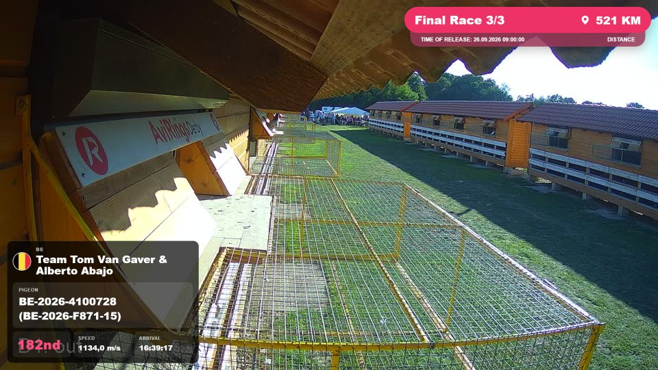 Pigeon Arrival Image For Race Final Race 3/3
