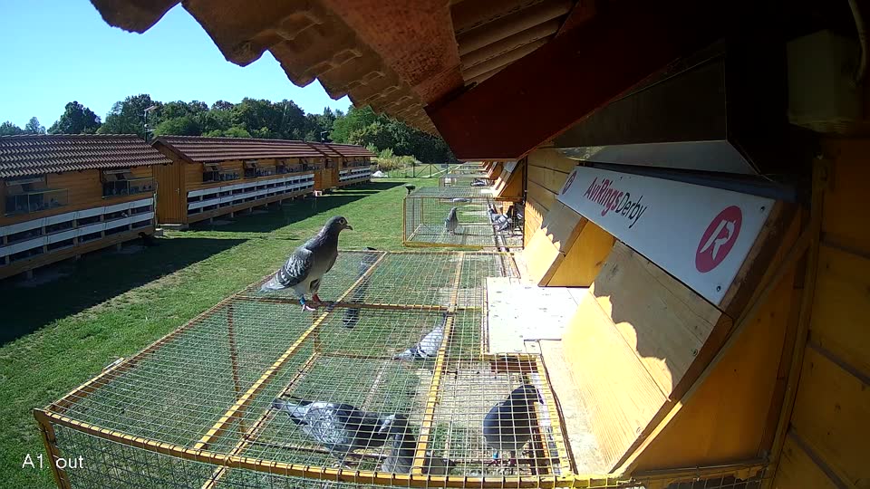 Pigeon Arrival Image For Race Race 4
