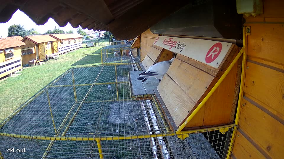 Pigeon Arrival Image For Race Race 1