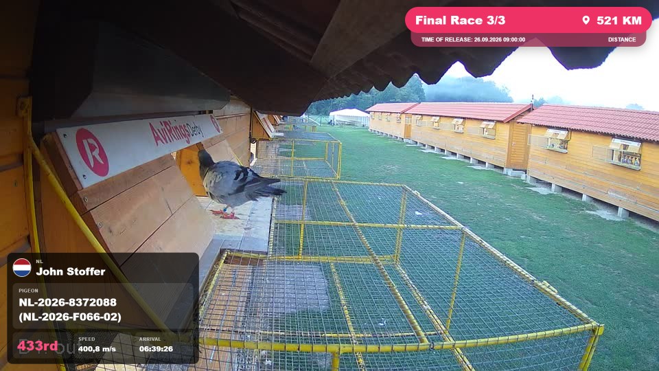 Pigeon Arrival Image For Race Final Race 3/3