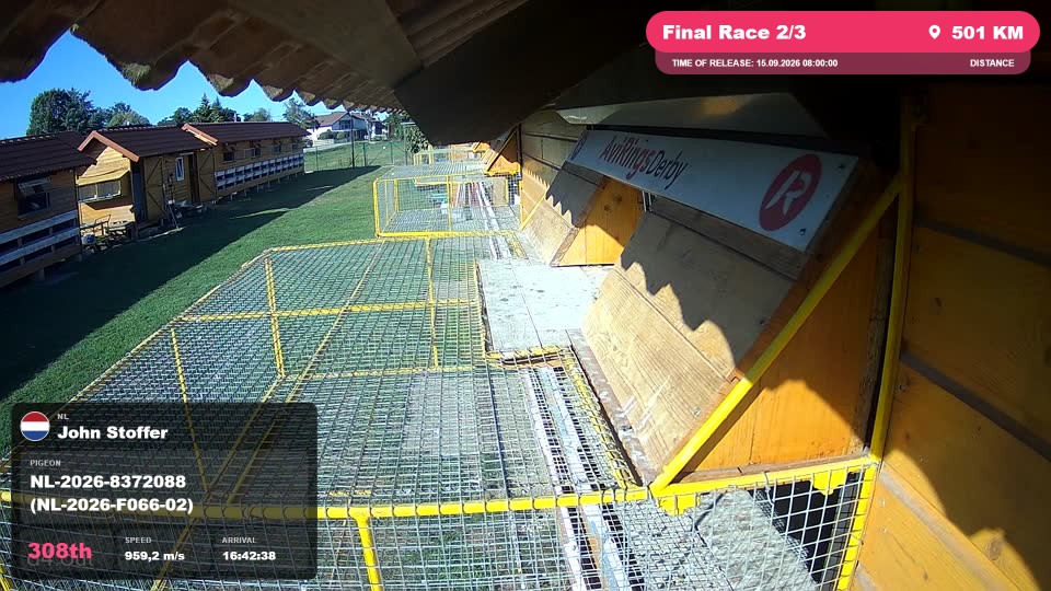 Pigeon Arrival Image For Race Final Race 2/3