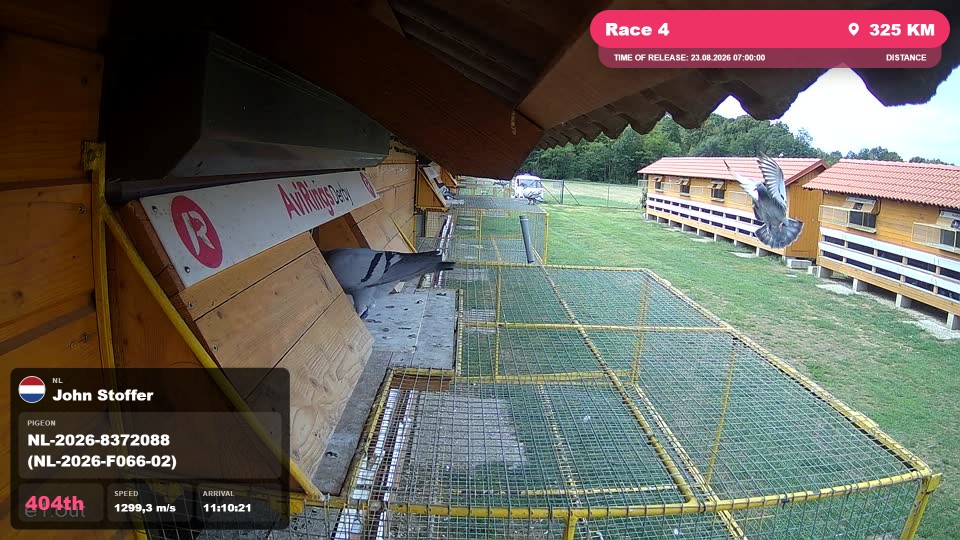 Pigeon Arrival Image For Race Race 4
