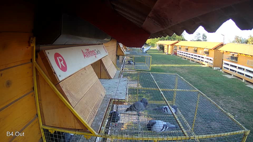 Pigeon Arrival Image For Race Race 5