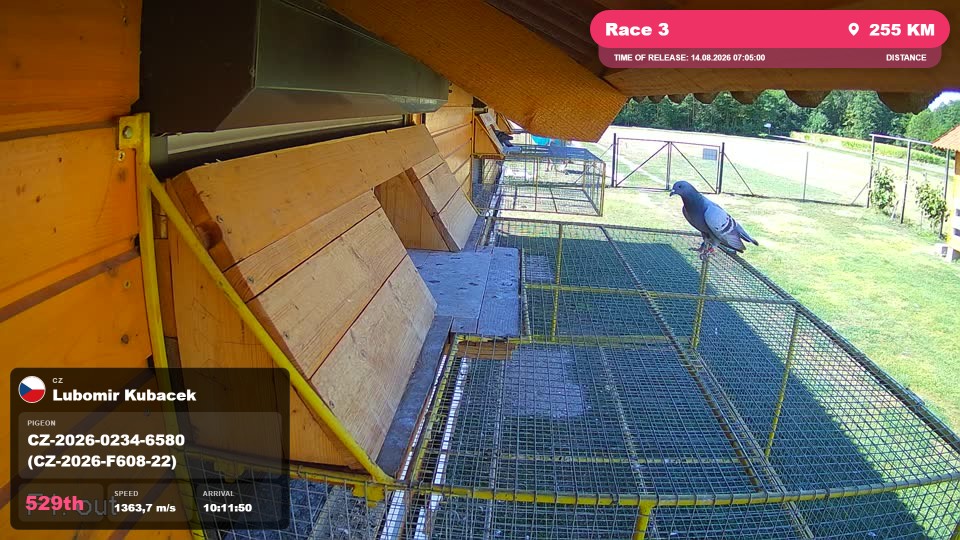 Pigeon Arrival Image For Race Race 3