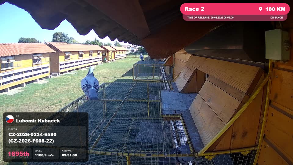 Pigeon Arrival Image For Race Race 2