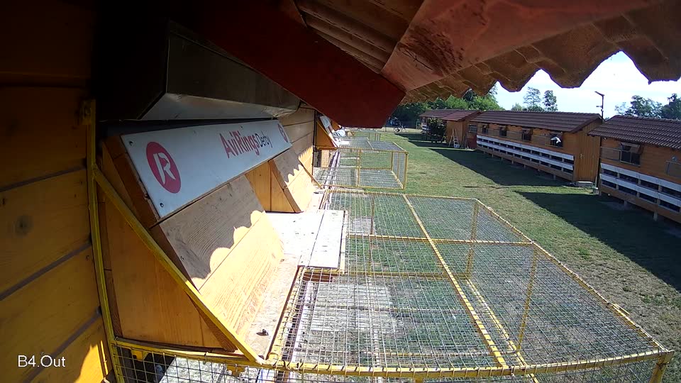 Pigeon Arrival Image For Race Race 2
