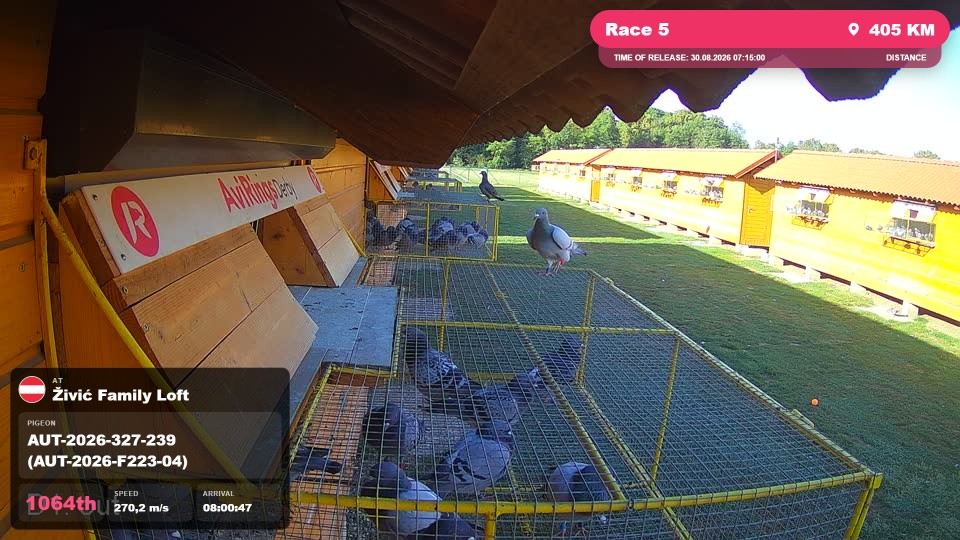 Pigeon Arrival Image For Race Race 5