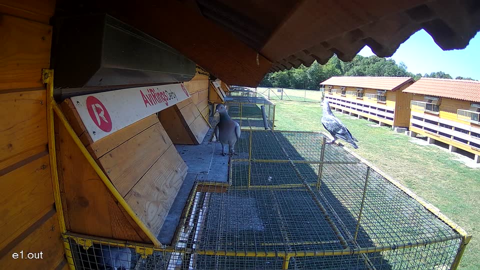 Pigeon Arrival Image For Race Race 3