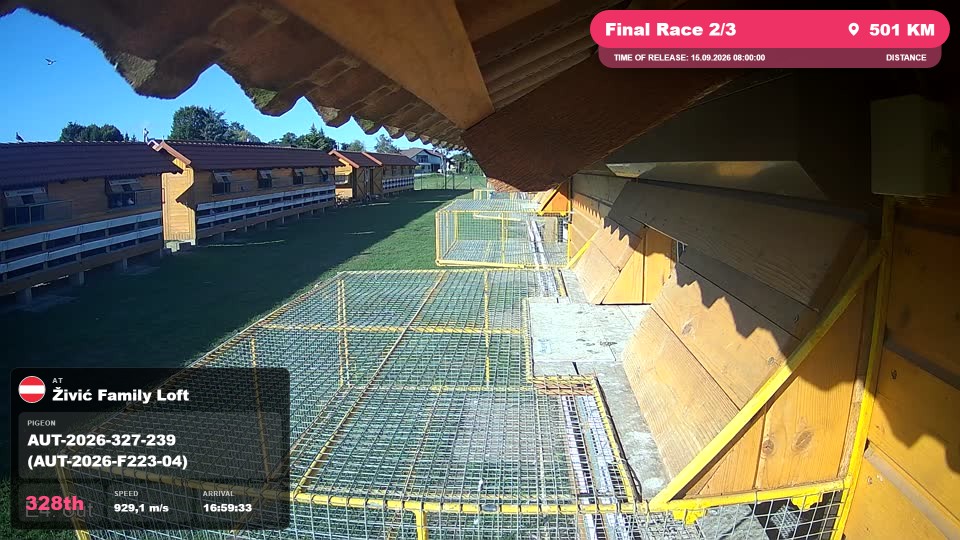 Pigeon Arrival Image For Race Final Race 2/3