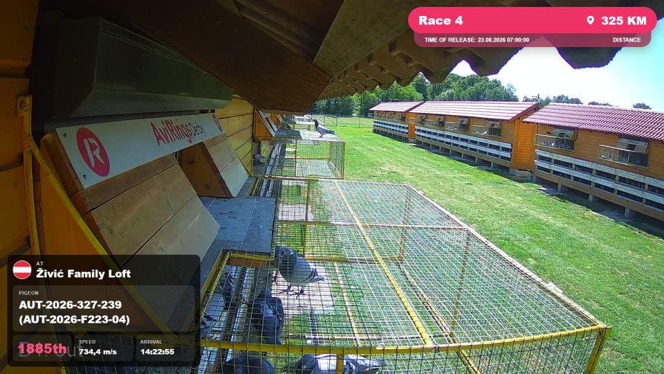 Pigeon Arrival Image For Race Race 4