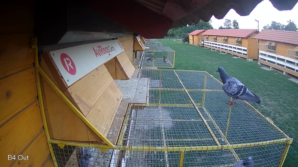Pigeon Arrival Image For Race Race 6