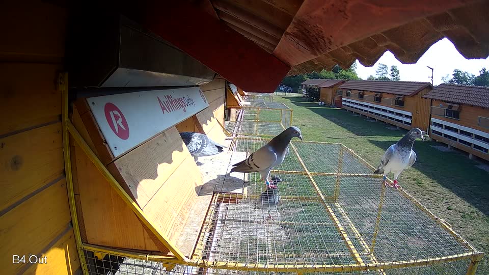 Pigeon Arrival Image For Race Race 1