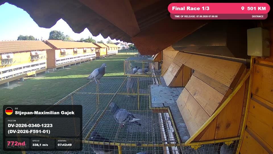 Pigeon Arrival Image For Race Final Race 1/3