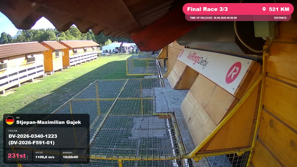 Pigeon Arrival Image For Race Final Race 3/3