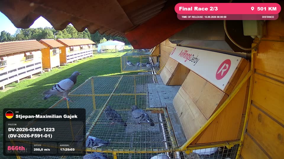 Pigeon Arrival Image For Race Final Race 2/3