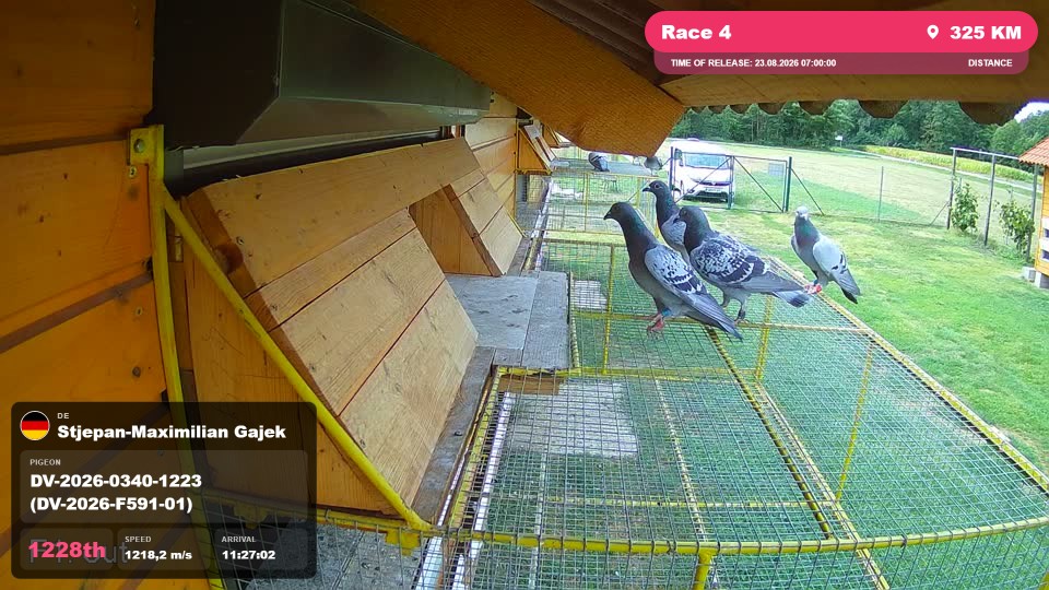 Pigeon Arrival Image For Race Race 4
