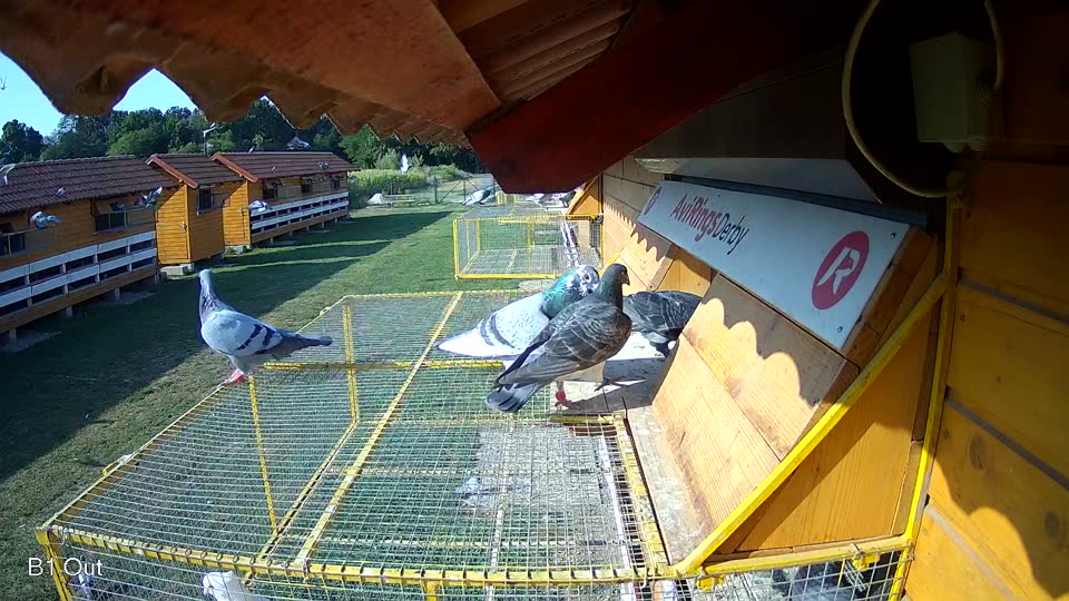 Pigeon Arrival Image For Race Race 1