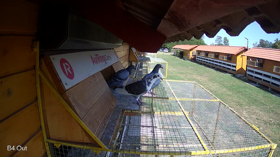 Pigeon Arrival Image For Race Race 5