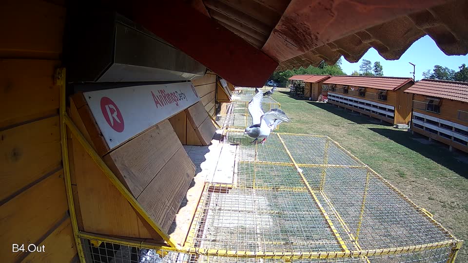 Pigeon Arrival Image For Race Race 3