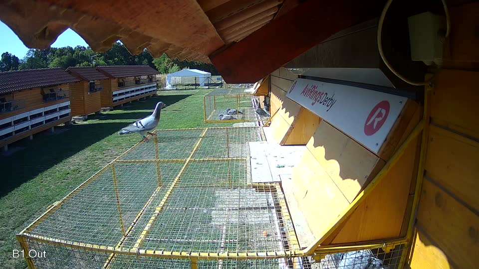 Pigeon Arrival Image For Race Final Race 1/3
