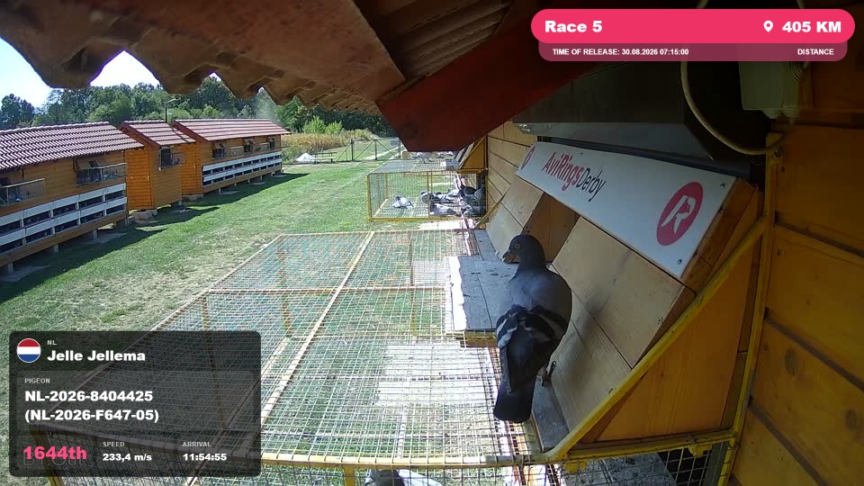 Pigeon Arrival Image For Race Race 5