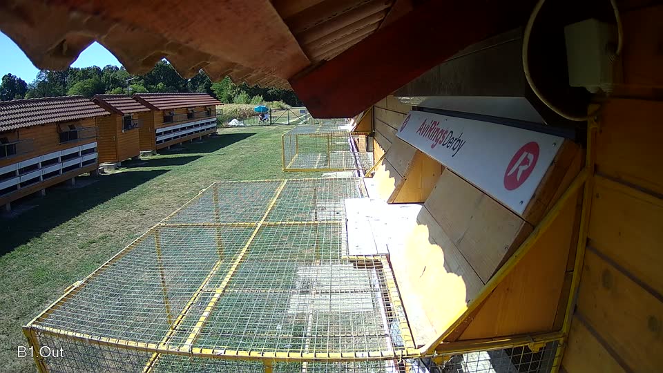 Pigeon Arrival Image For Race Race 3