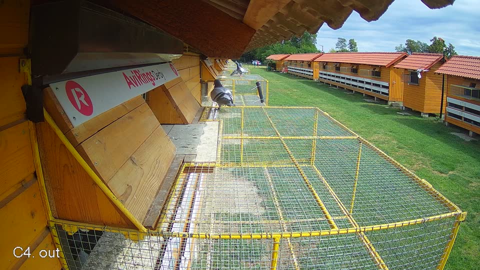 Pigeon Arrival Image For Race Race 4