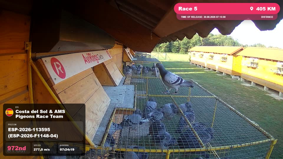 Pigeon Arrival Image For Race Race 5