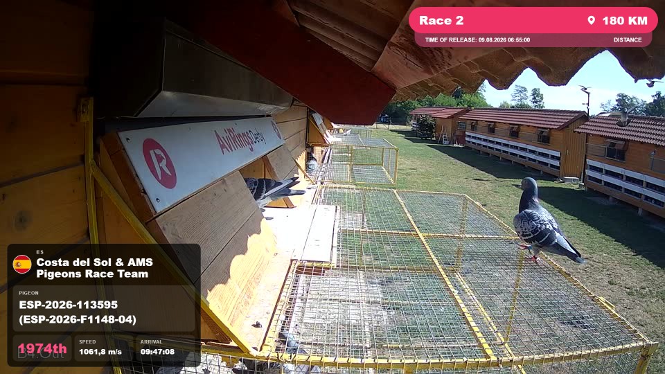 Pigeon Arrival Image For Race Race 2