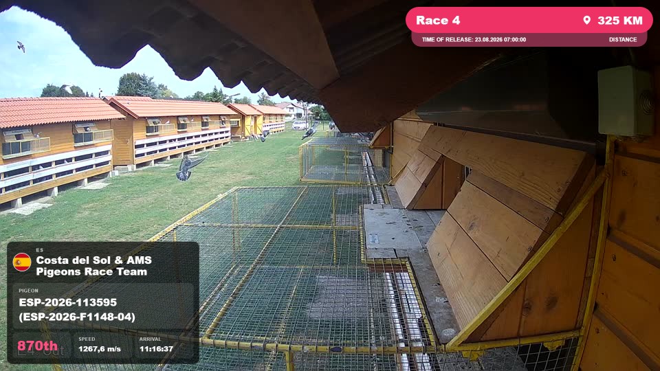 Pigeon Arrival Image For Race Race 4