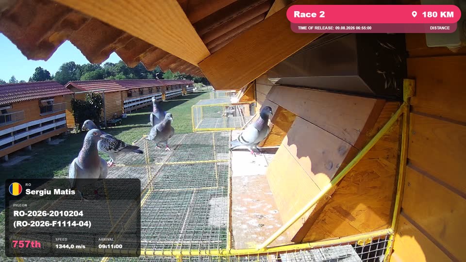 Pigeon Arrival Image For Race Race 2