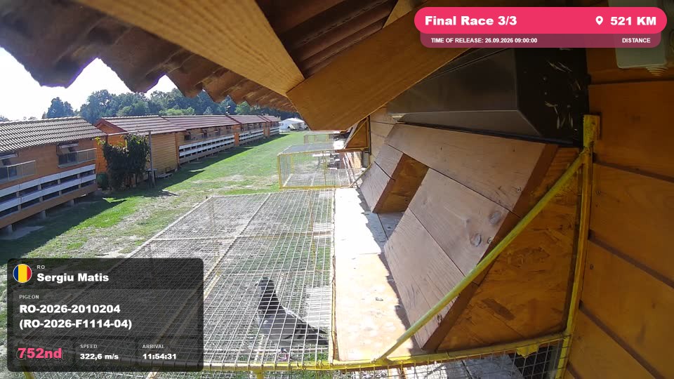 Pigeon Arrival Image For Race Final Race 3/3