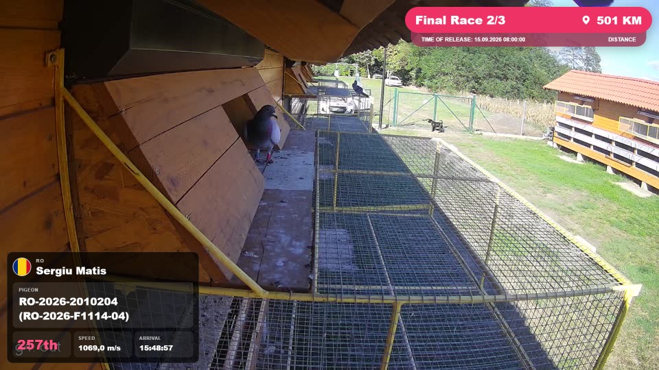 Pigeon Arrival Image For Race Final Race 2/3