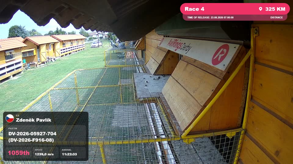Pigeon Arrival Image For Race Race 4