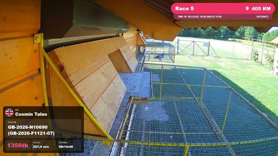 Pigeon Arrival Image For Race Race 5