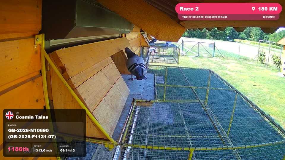 Pigeon Arrival Image For Race Race 2