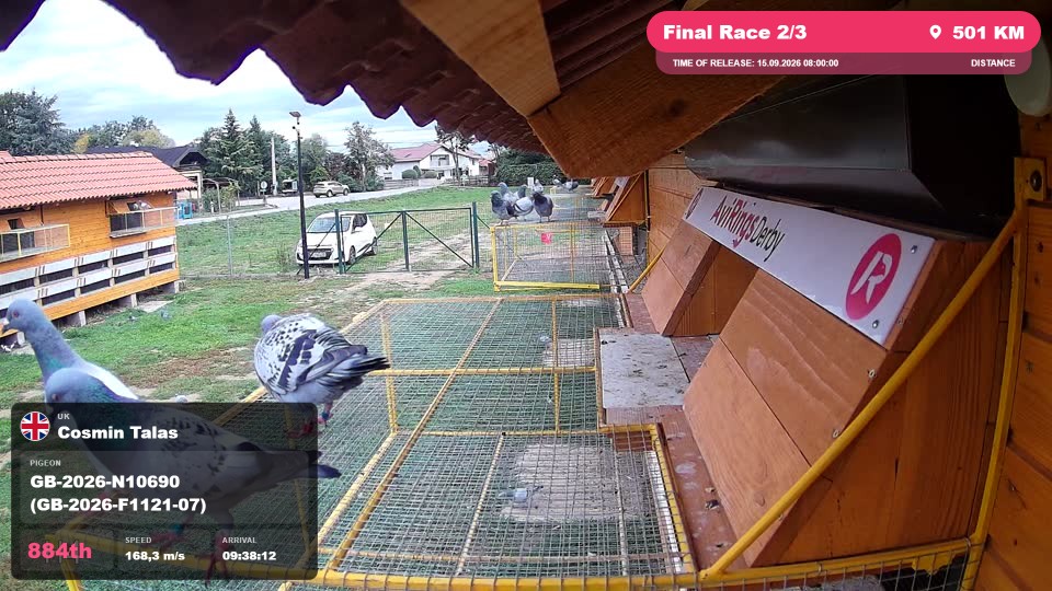 Pigeon Arrival Image For Race Final Race 2/3